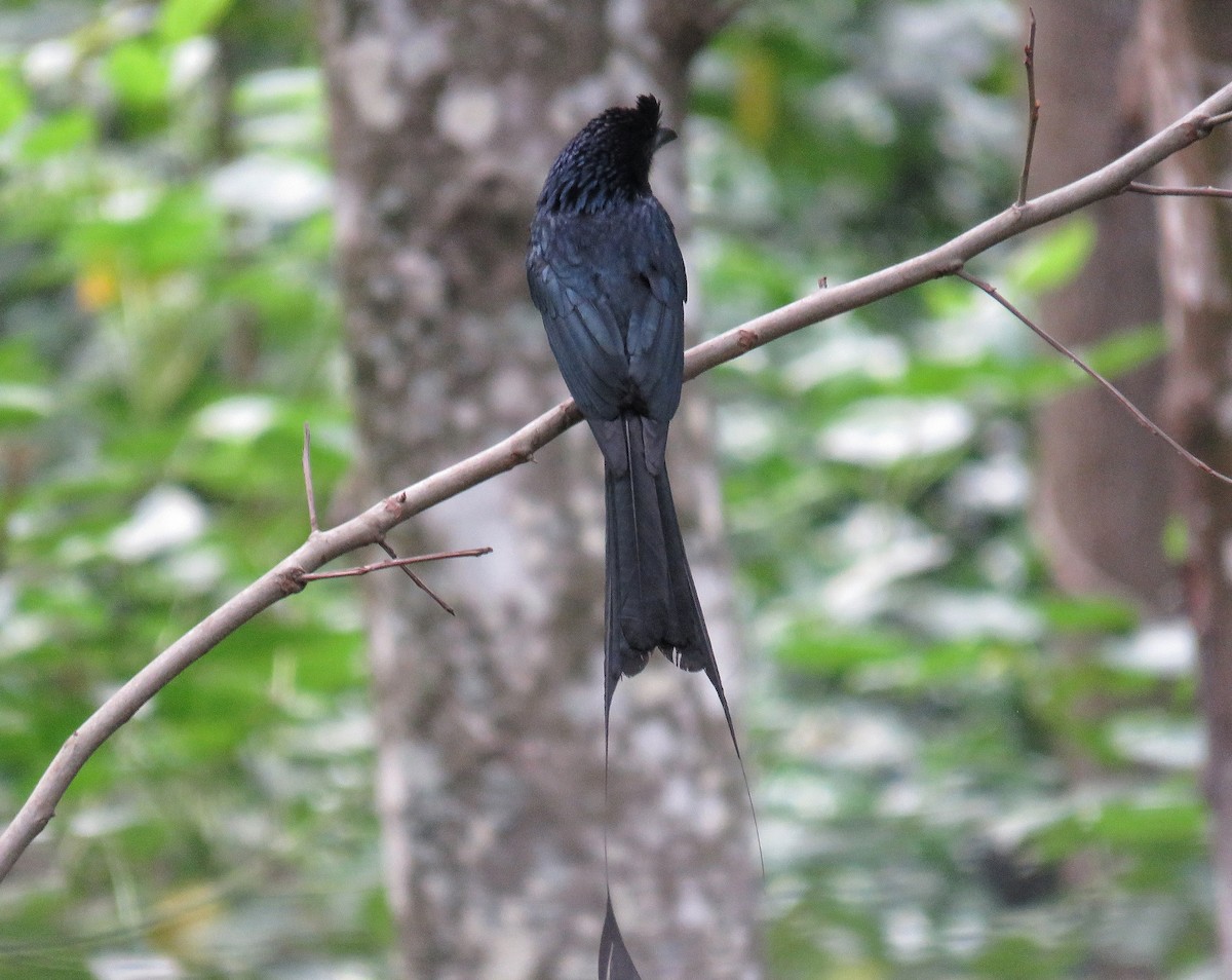 Greater Racket-tailed Drongo - ML58931381