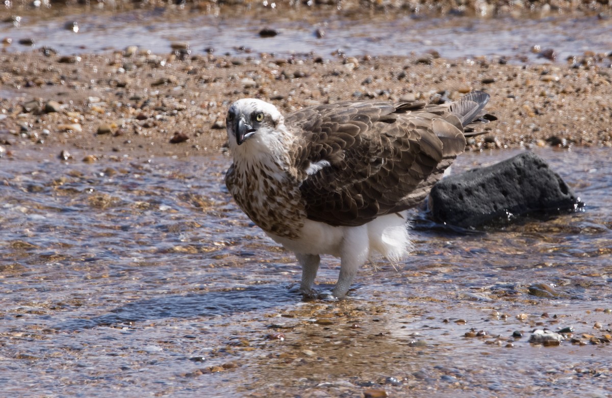 Águila Pescadora (Australia) - ML589314091