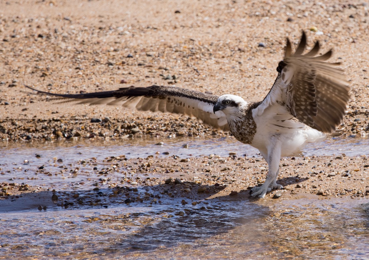 Osprey (Australasian) - Chris Barnes