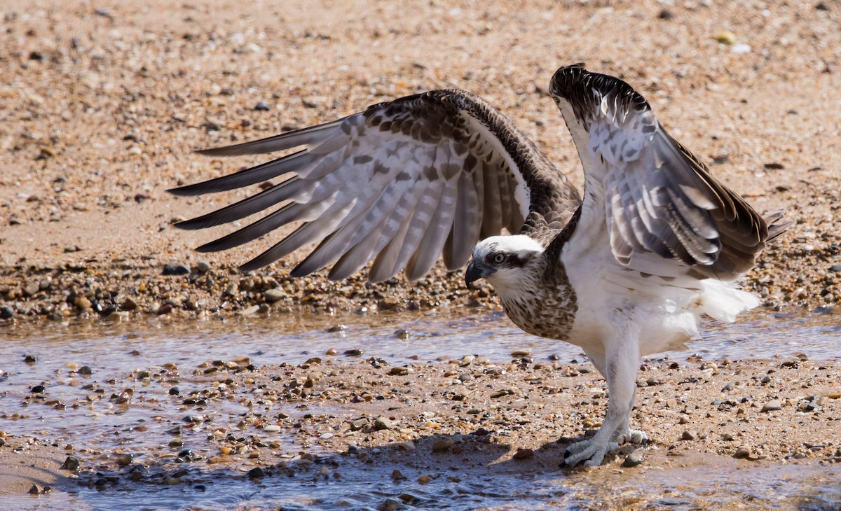 Águila Pescadora (Australia) - ML589314111