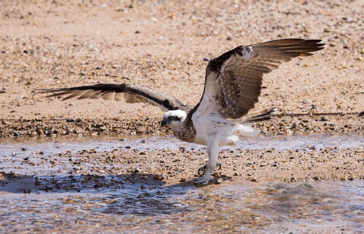 Osprey (Australasian) - Chris Barnes