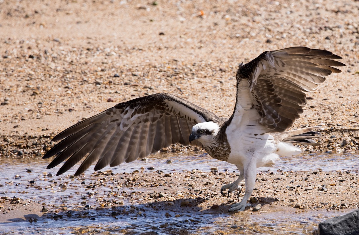 Osprey (Australasian) - ML589314141