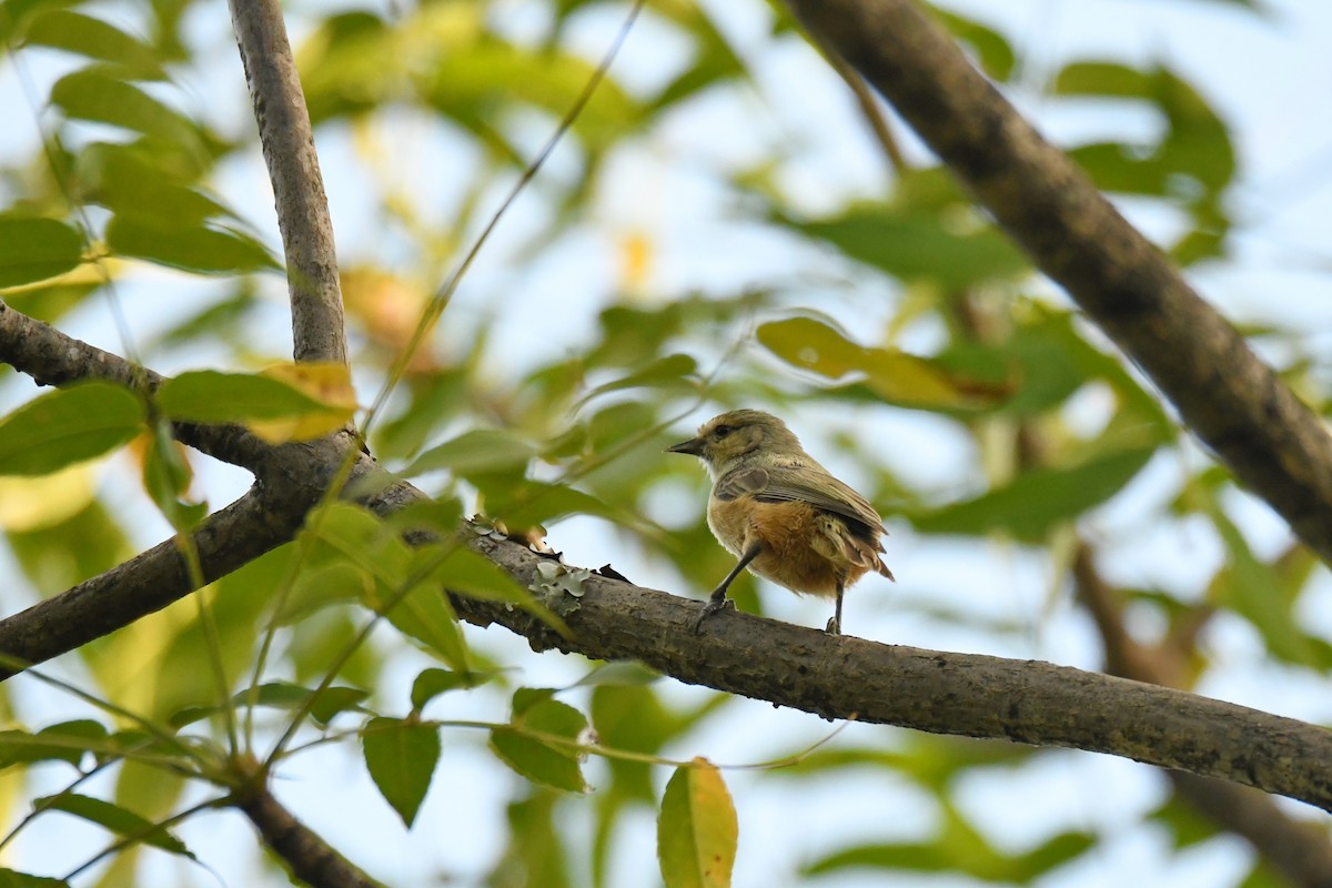African Penduline-Tit - ML589314461