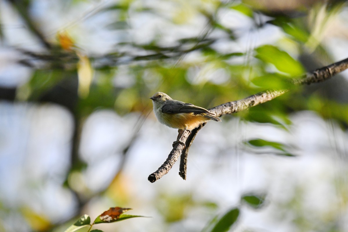 African Penduline-Tit - ML589314521