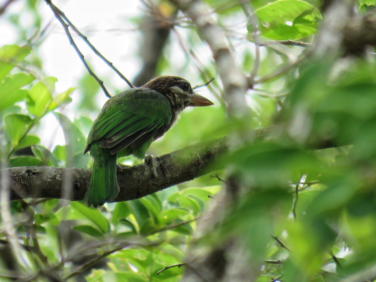 White-cheeked Barbet - Joel  Ranjithkumar