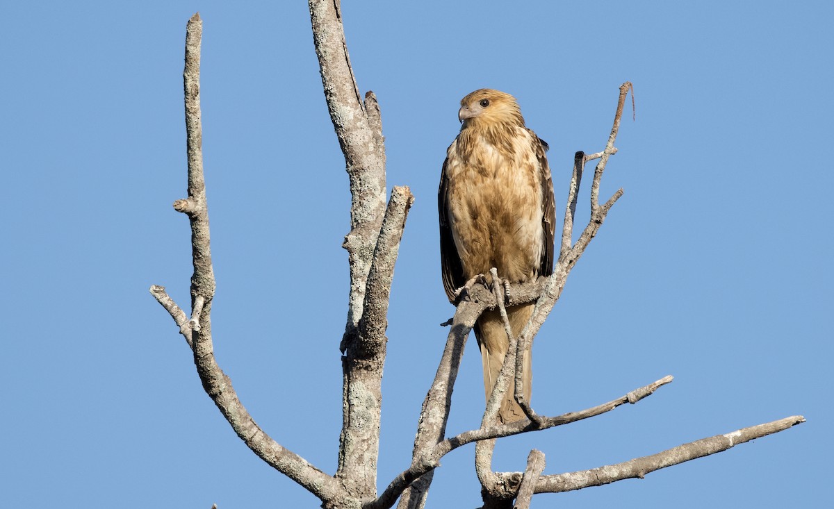 Whistling Kite - ML589315651