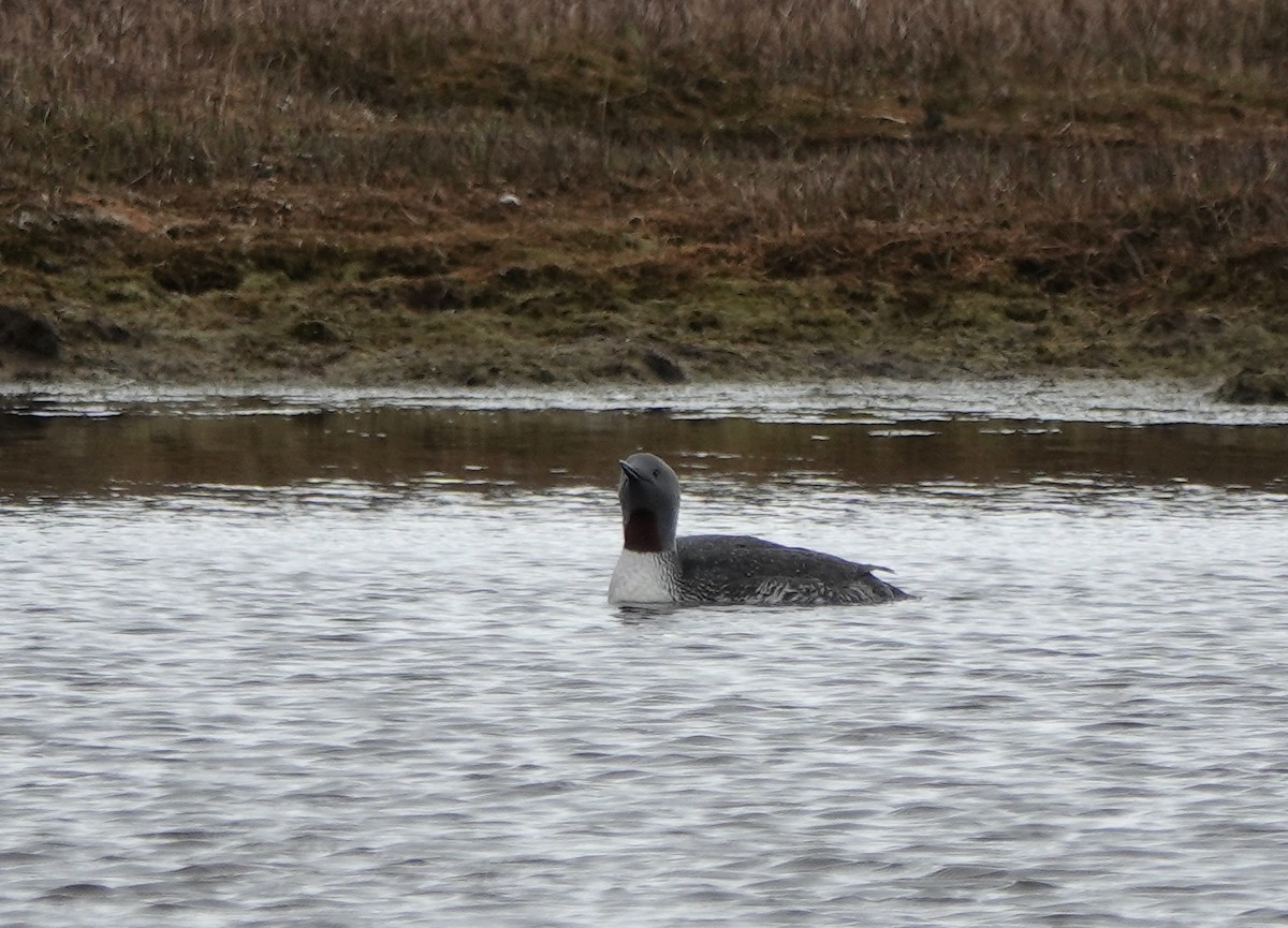 Red-throated Loon - ML589315901