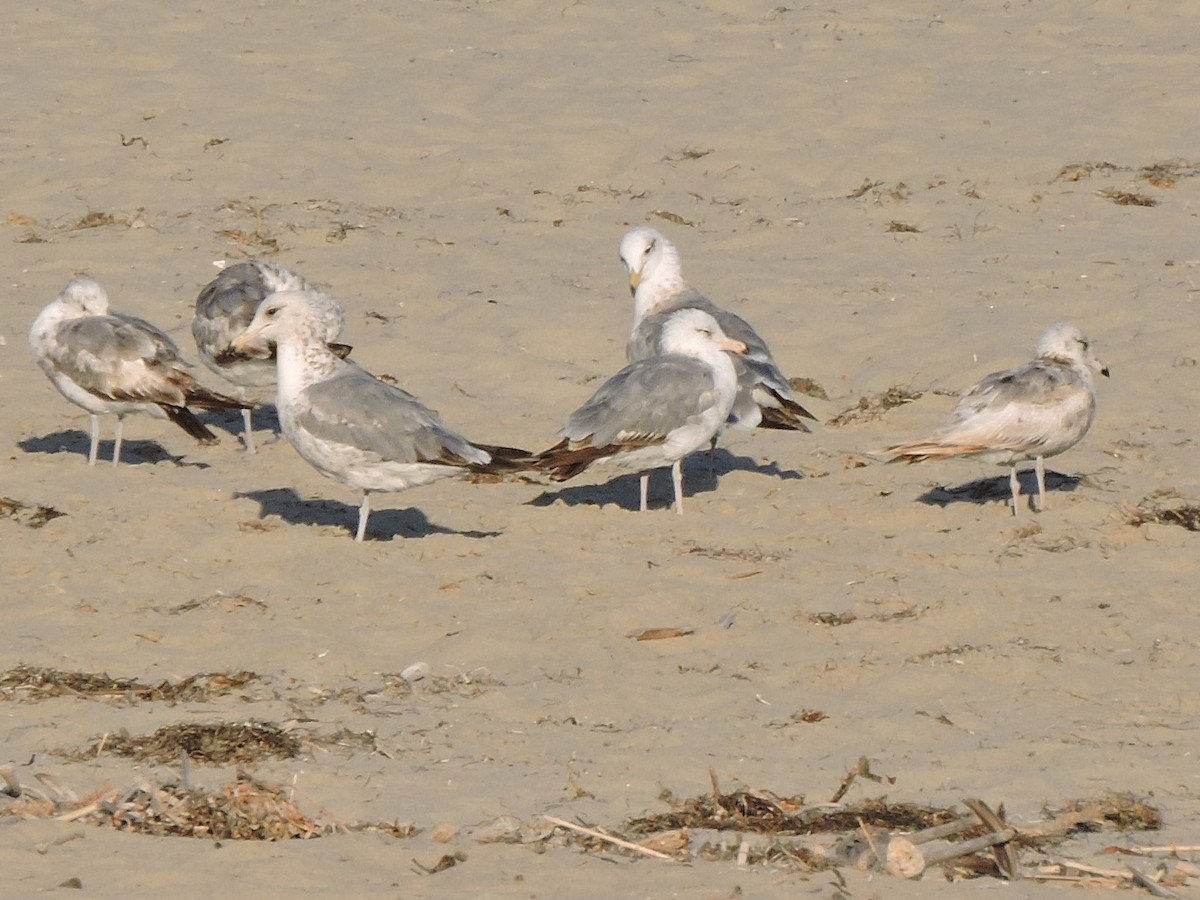 California Gull - ML589316291