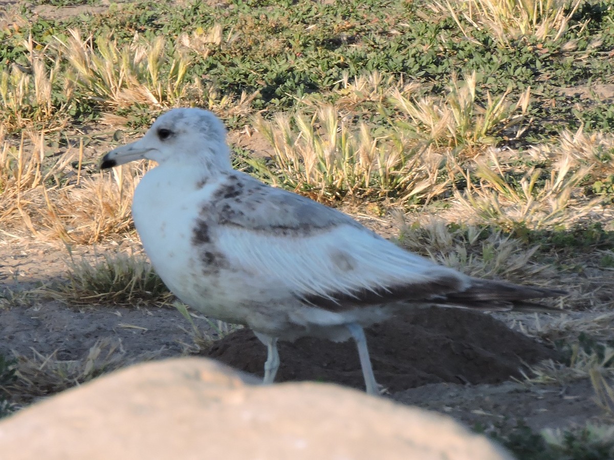 California Gull - ML589316331