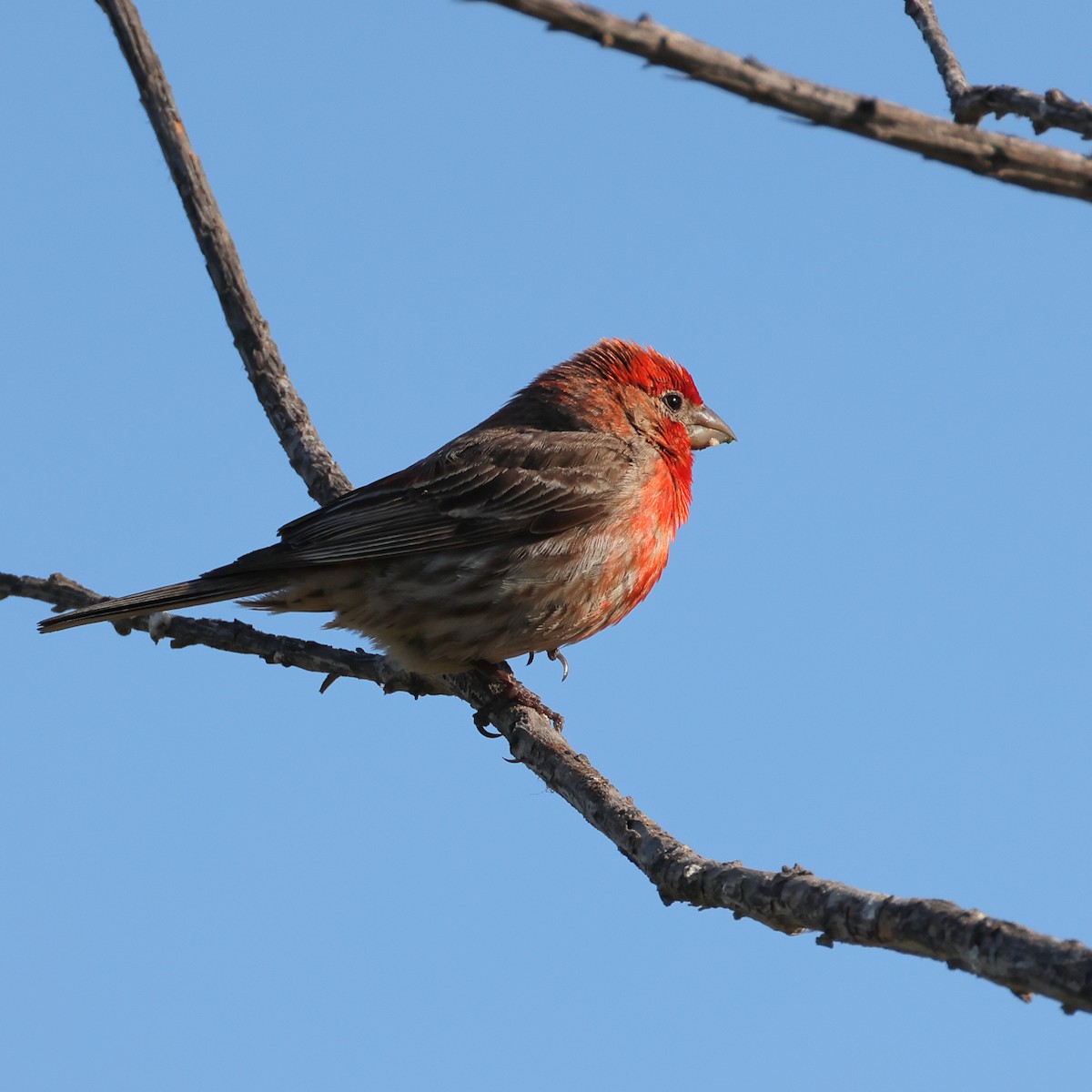 House Finch (Common) - ML589317641