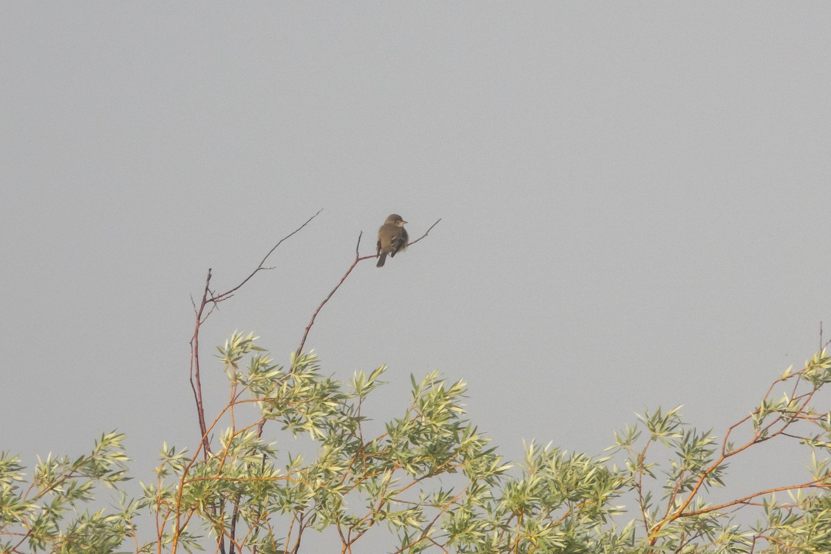 Willow Flycatcher - ML589317881