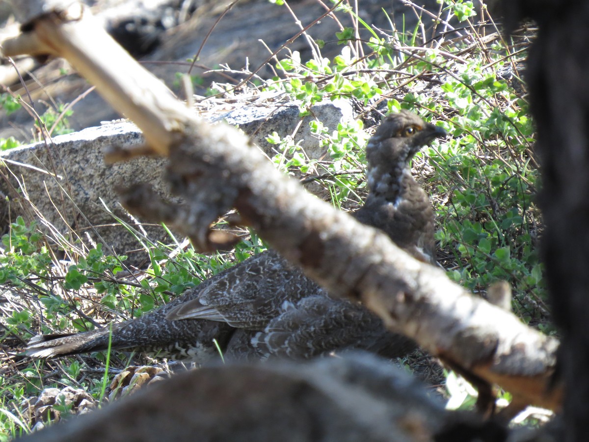 Sooty Grouse - ML589318231