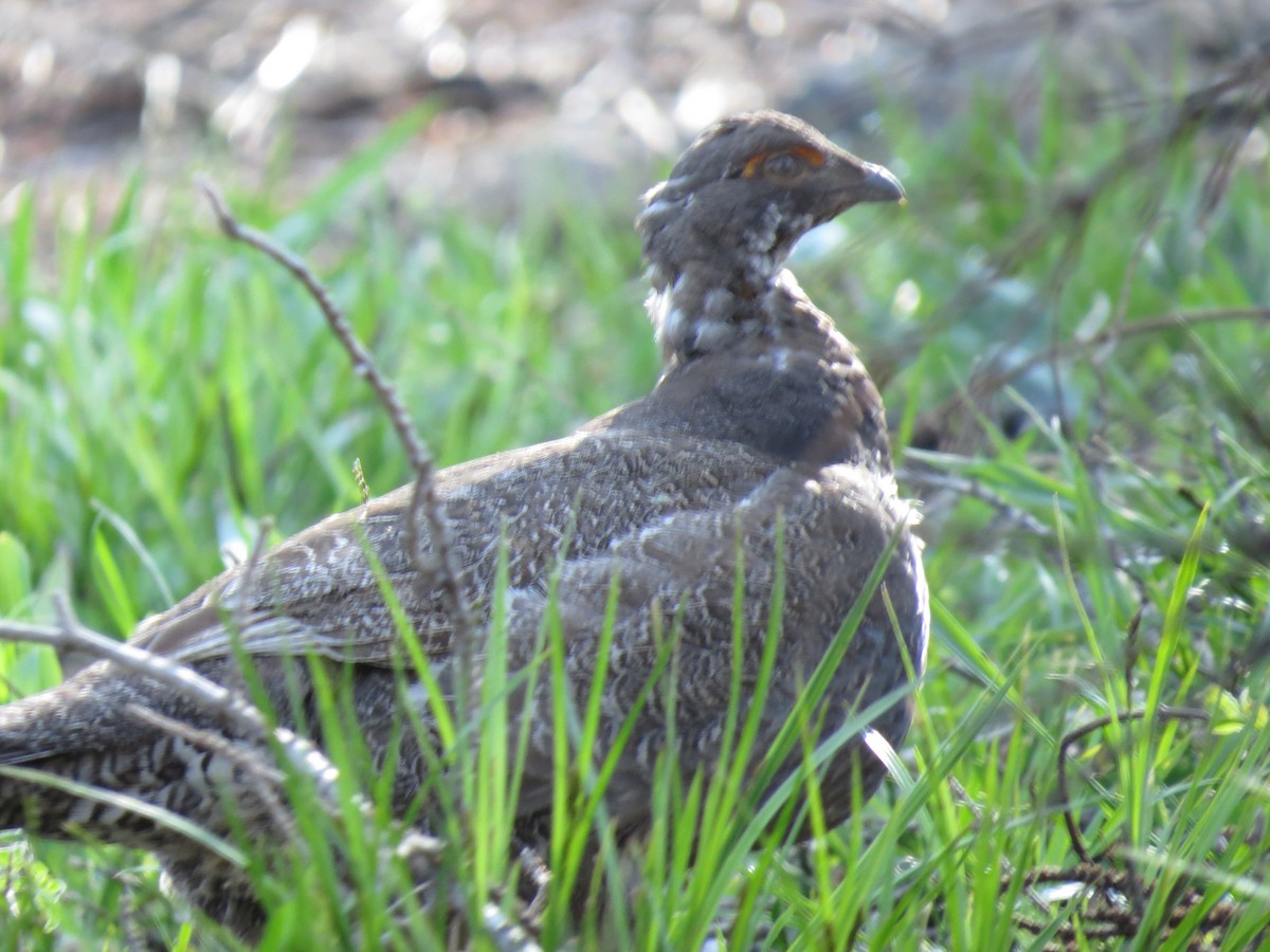 Sooty Grouse - ML589318361
