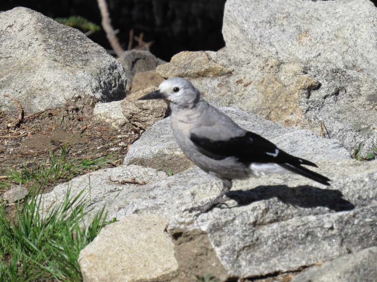 Clark's Nutcracker - ML589318391