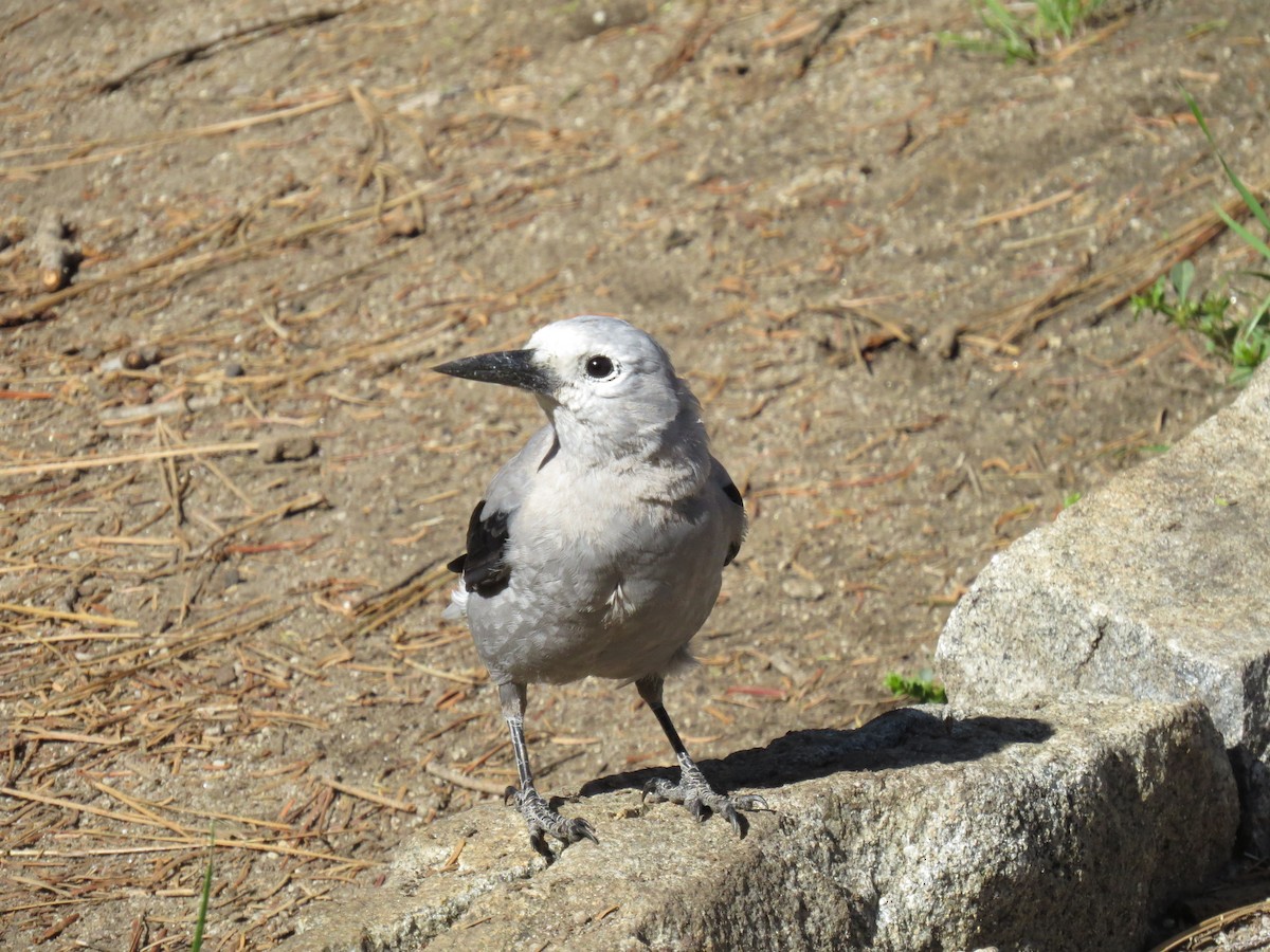 Clark's Nutcracker - ML589318461