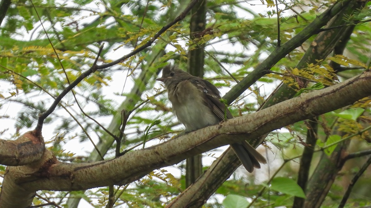 Brownish Elaenia - ML589319241