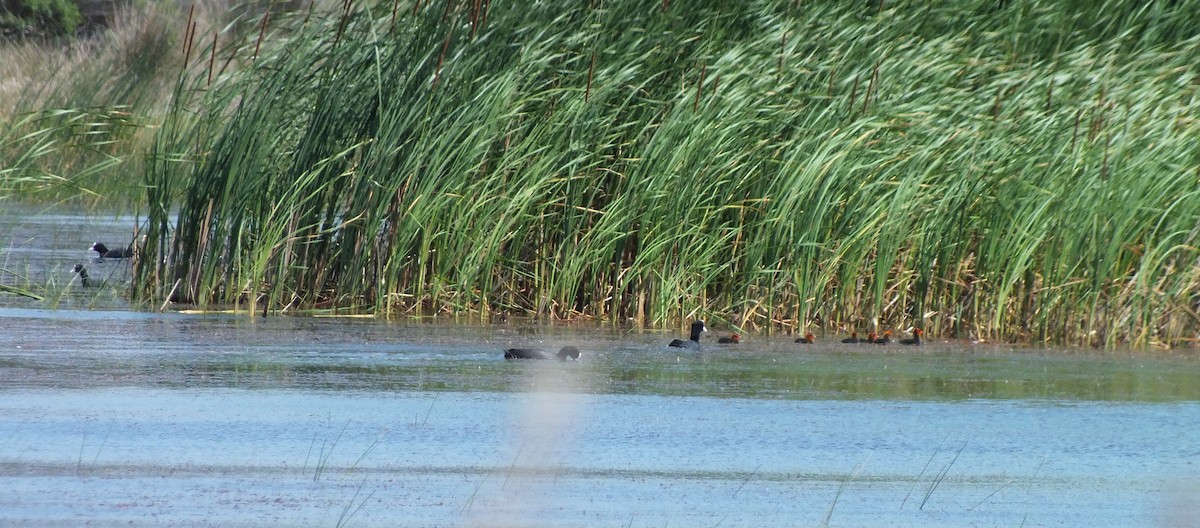 Eurasian Coot - ML58931991