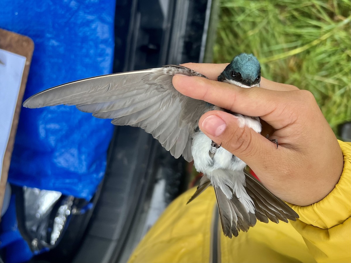 Golondrina Bicolor - ML589320461