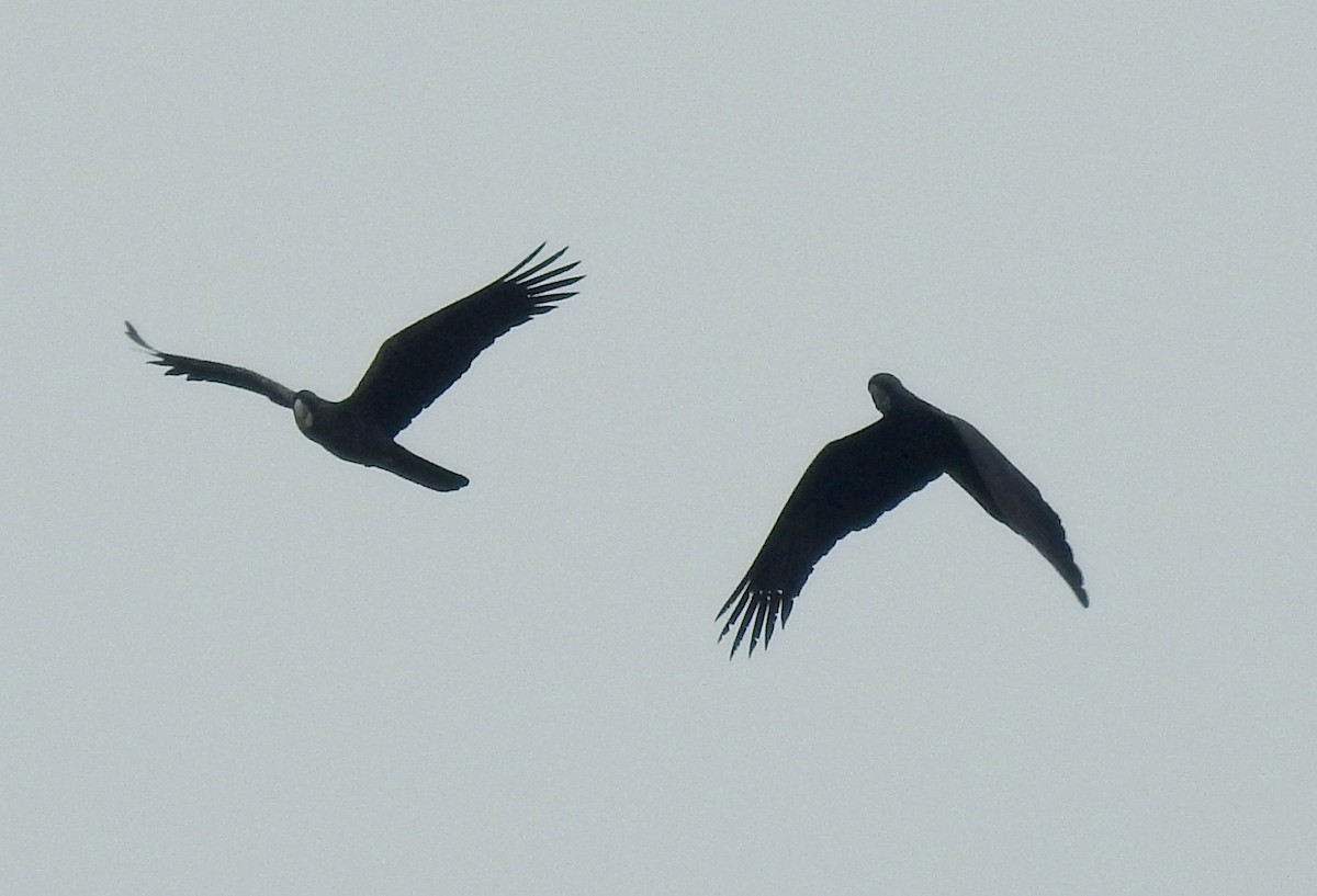 Red-tailed Black-Cockatoo - ML58932081