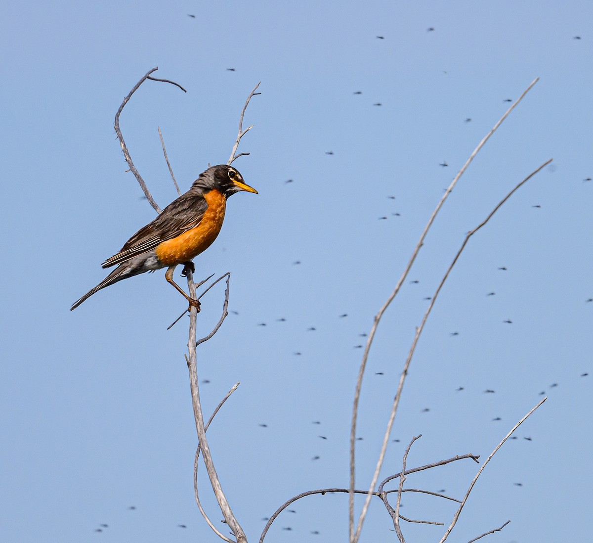 American Robin - ML589321431