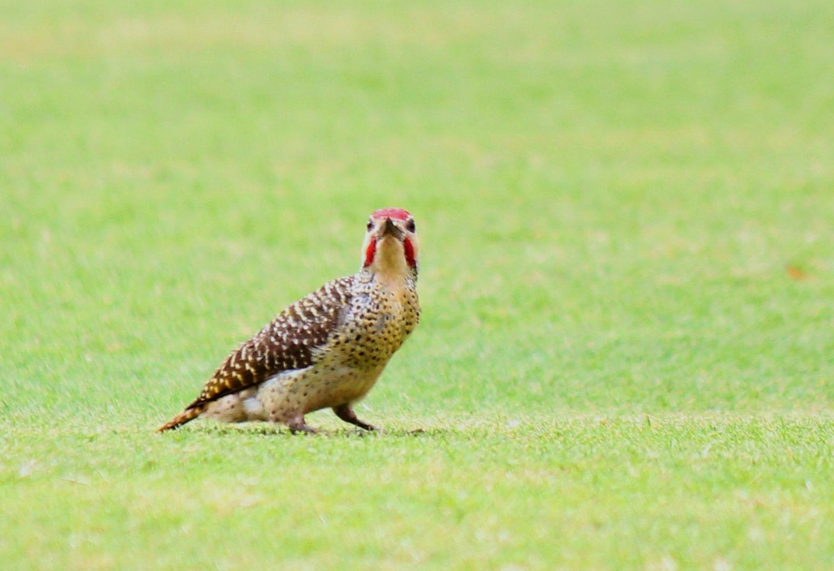 Bennett's Woodpecker - Alan Sizer