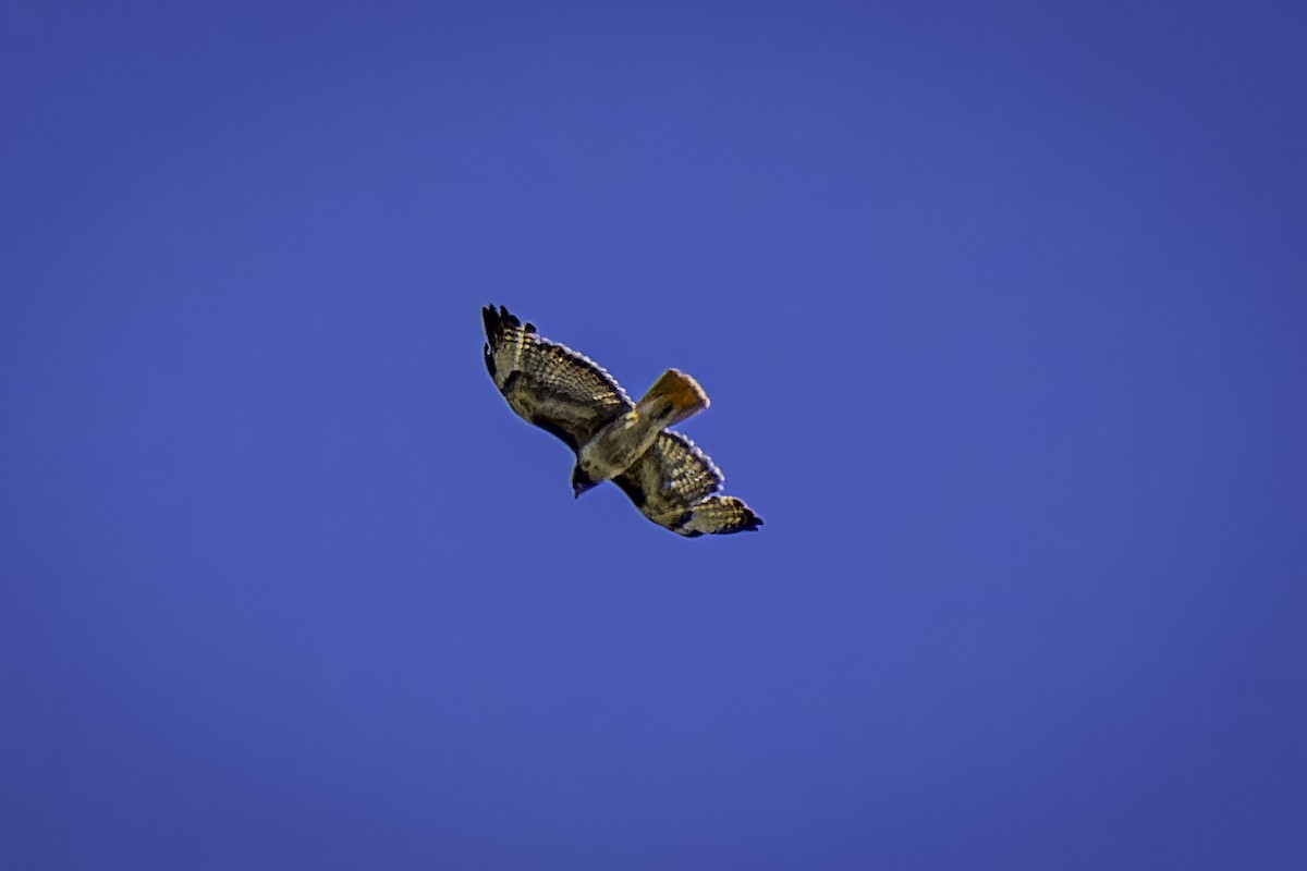 Red-tailed Hawk - ML589322541