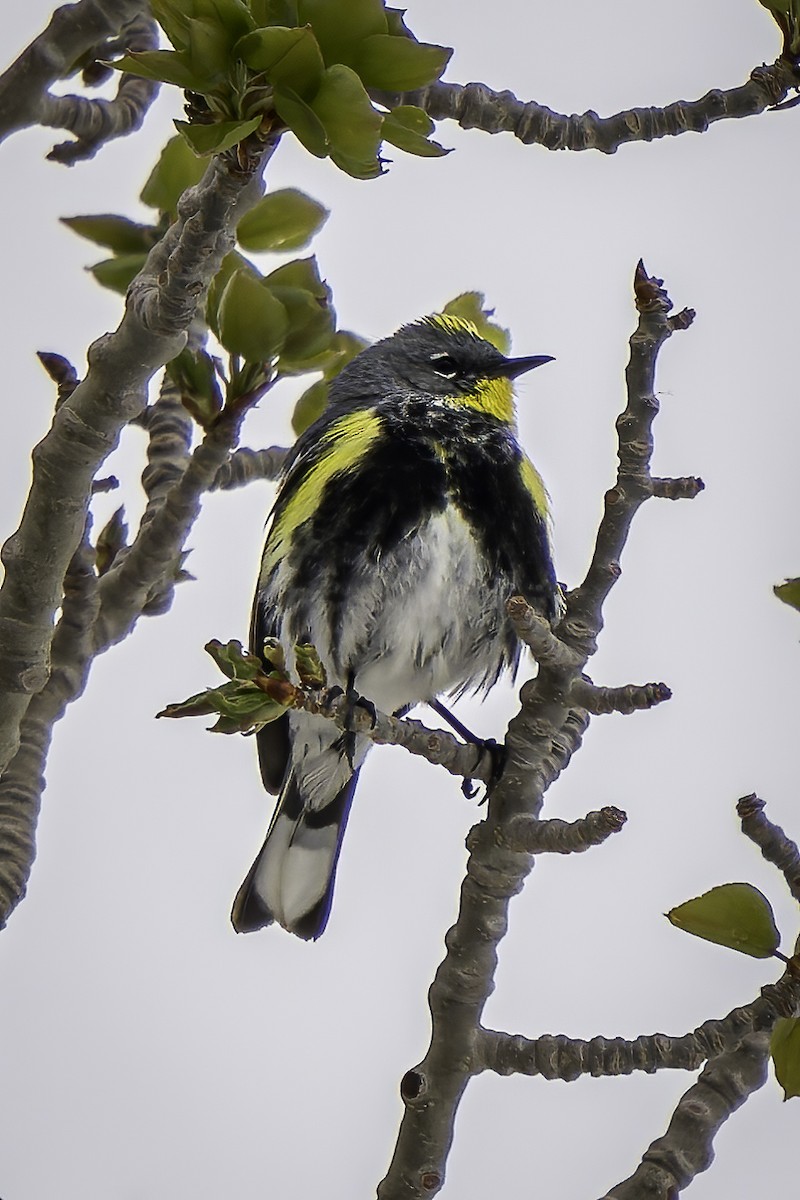 Yellow-rumped Warbler (Audubon's) - ML589322781