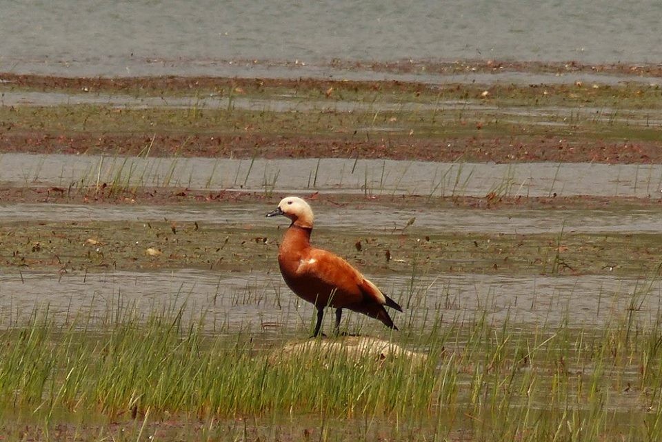 Ruddy Shelduck - ML58932281