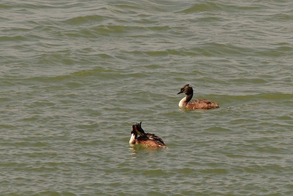 Great Crested Grebe - ML58932291
