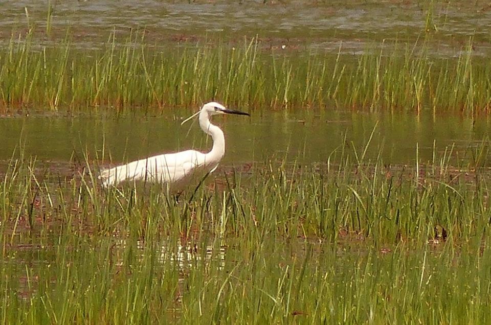 Little Egret - ML58932311