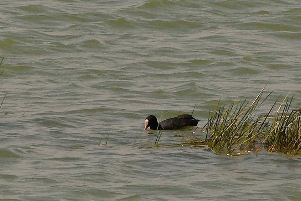 Eurasian Coot - ML58932321