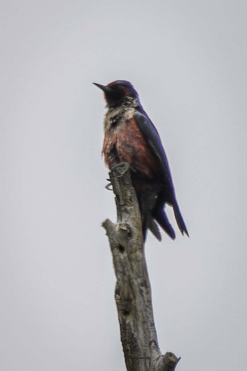 Lewis's Woodpecker - ML589323811