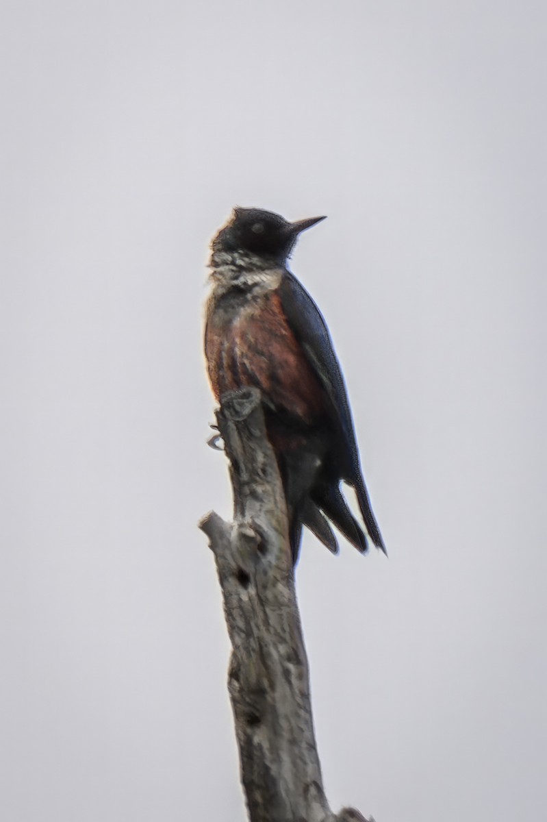 Lewis's Woodpecker - Gordon Norman