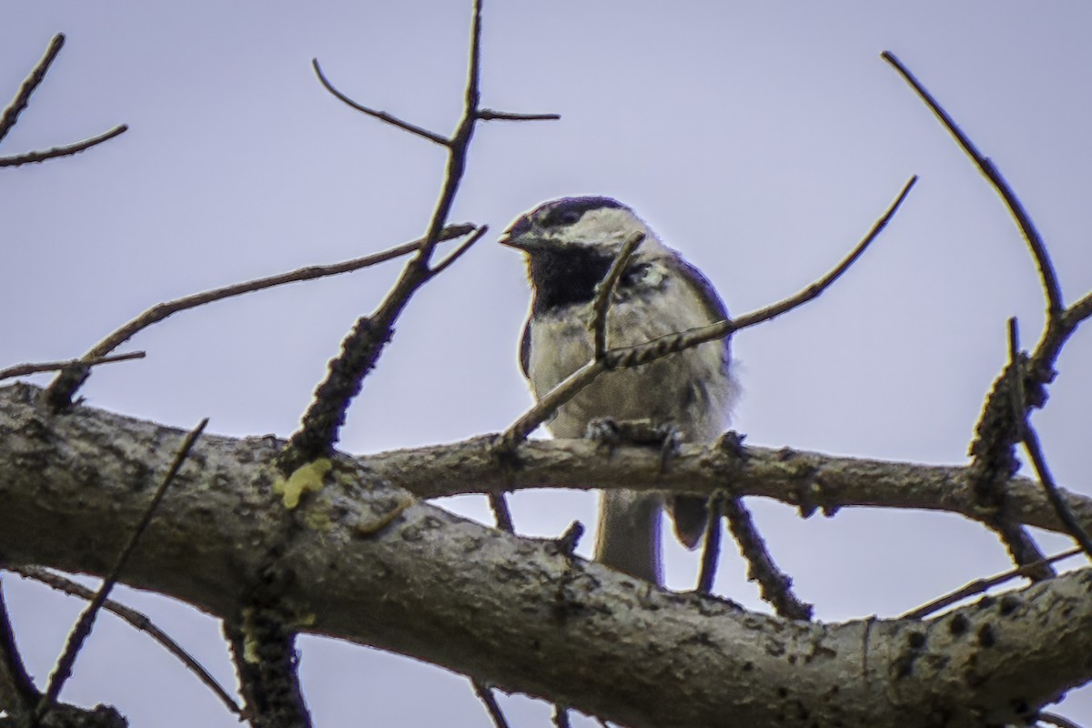 Mountain Chickadee - Gordon Norman