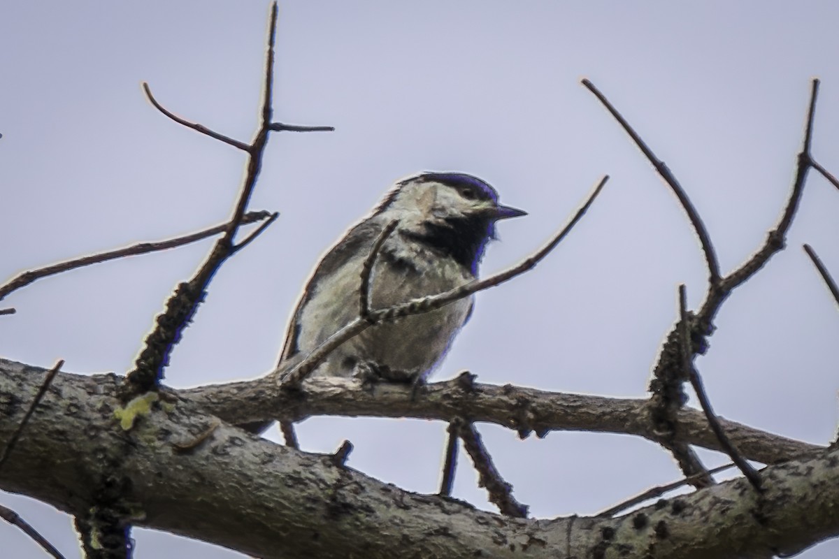 Mountain Chickadee - ML589324291