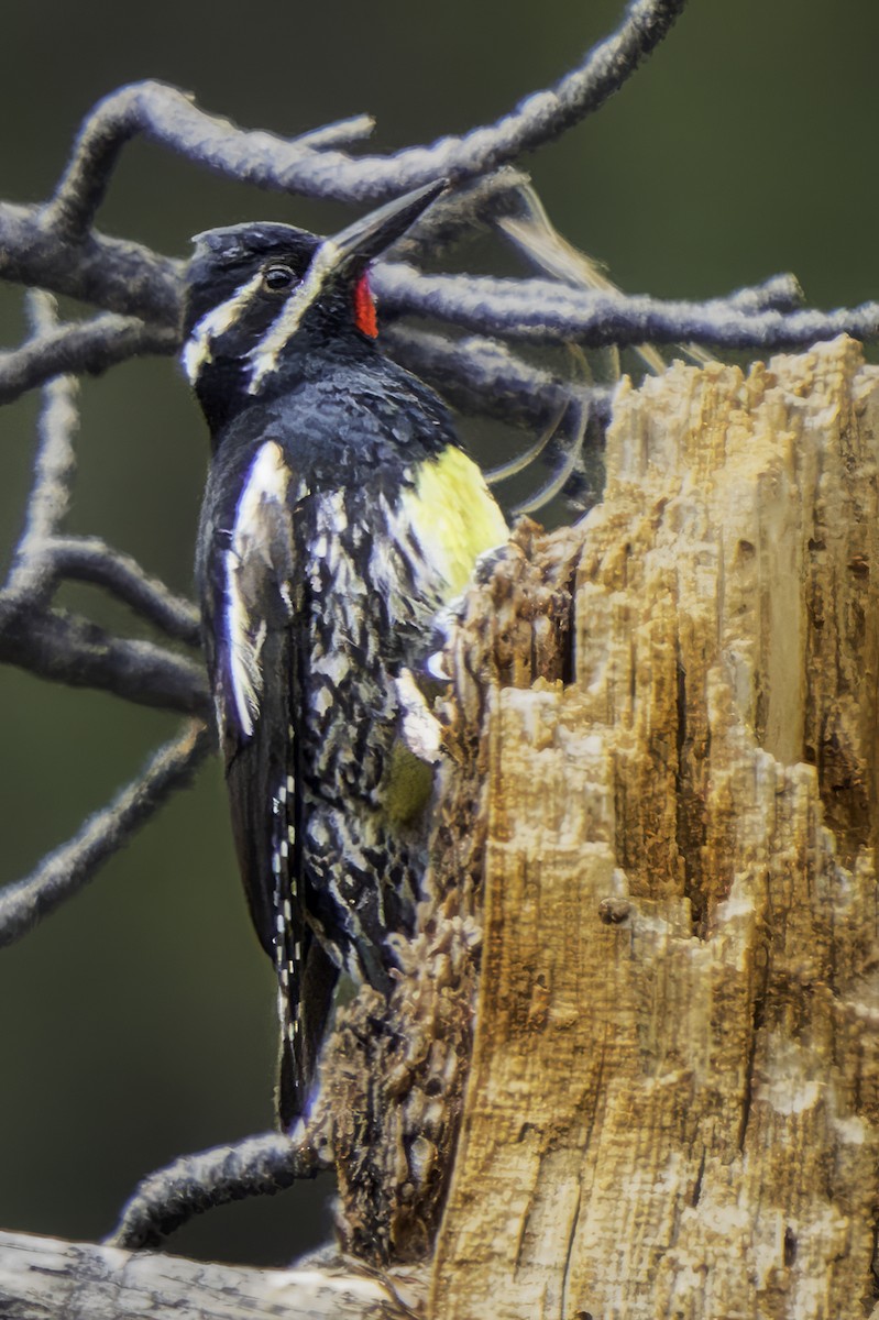 Williamson's Sapsucker - ML589324361