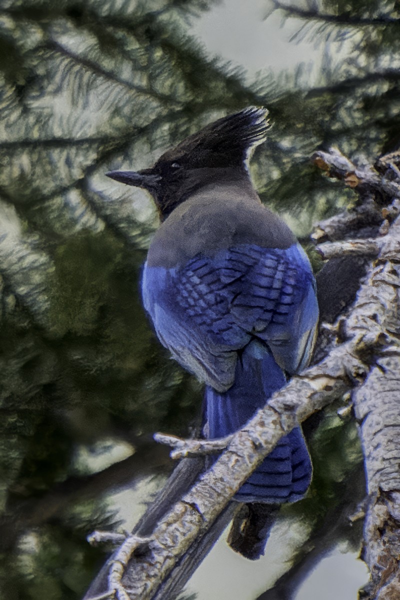 Steller's Jay - Gordon Norman