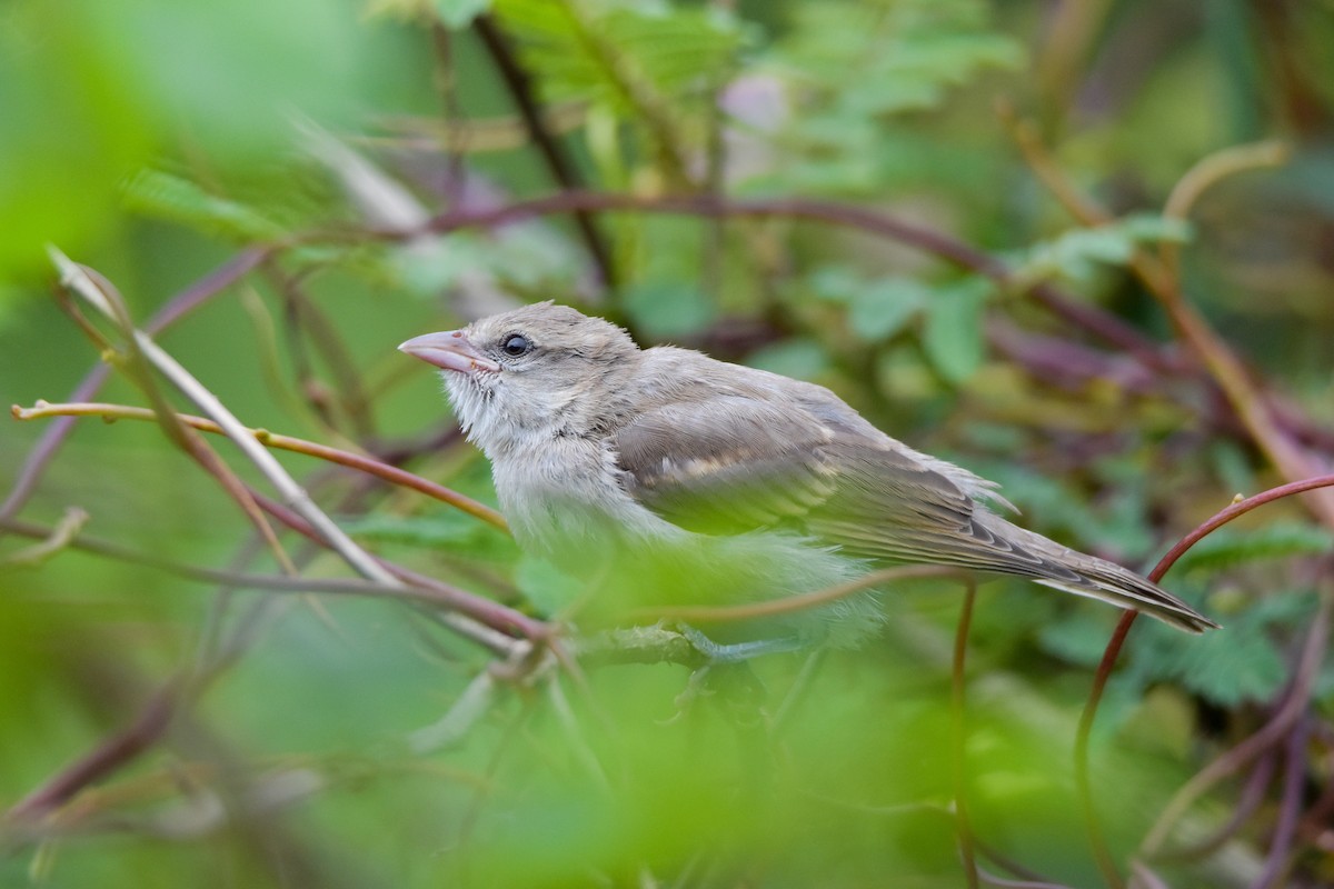 Yellow-throated Sparrow - Madhur Upadhyay
