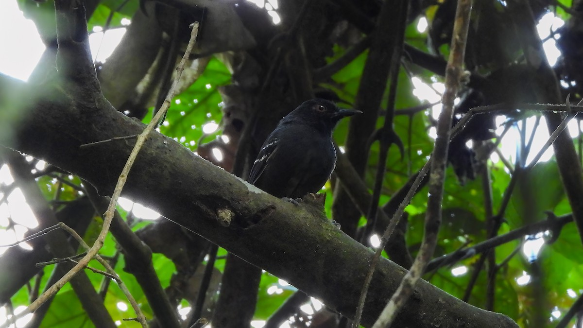 Black-tailed Antbird - Jorge Muñoz García   CAQUETA BIRDING