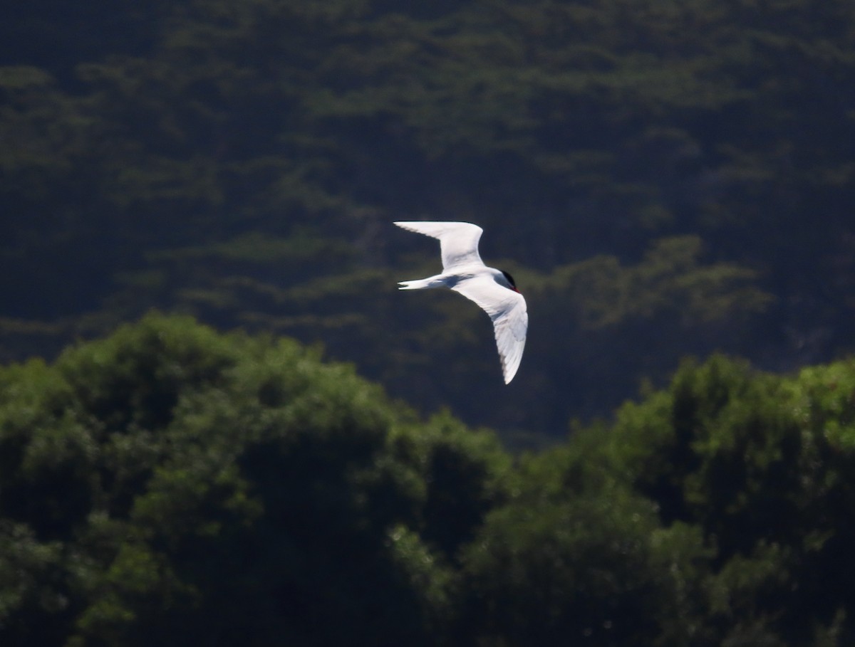 Caspian Tern - ML589325931