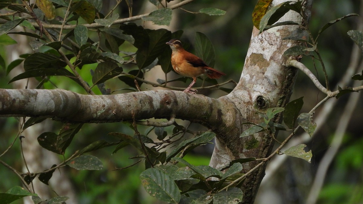 Pale-billed Hornero - ML589326161