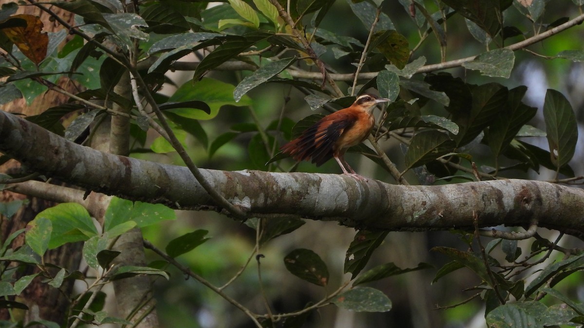 Pale-billed Hornero - ML589326171