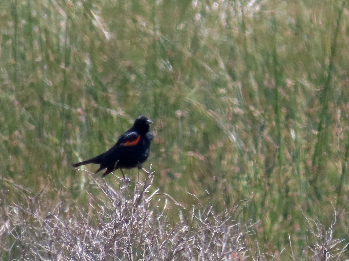 Red-winged Blackbird (California Bicolored) - ML589326351