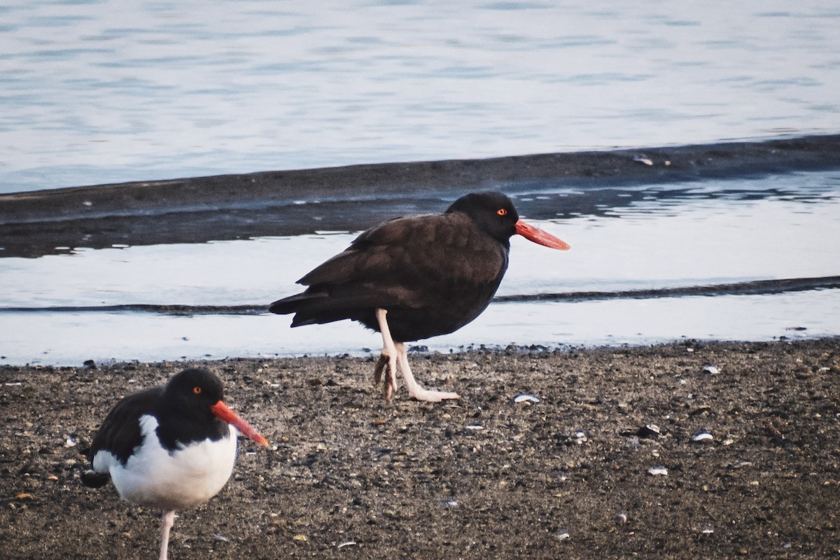 Blackish Oystercatcher - ML589326441