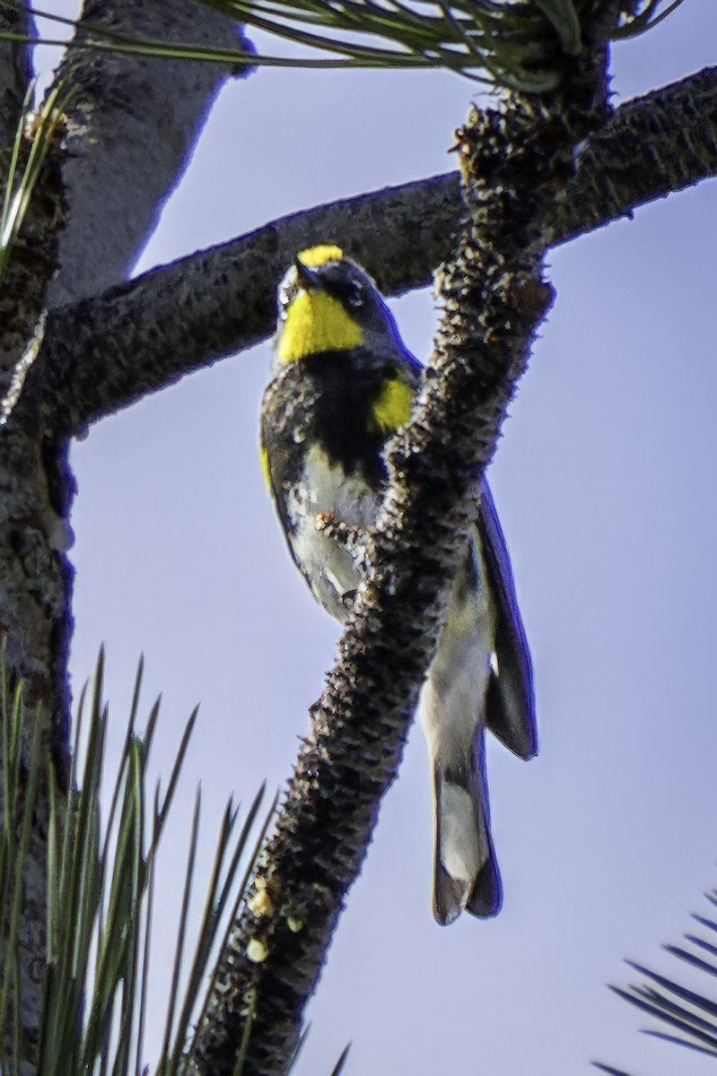 Yellow-rumped Warbler (Audubon's) - ML589326671