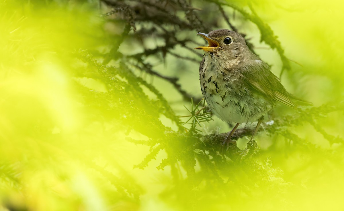 Swainson's Thrush (Olive-backed) - Connor Cochrane