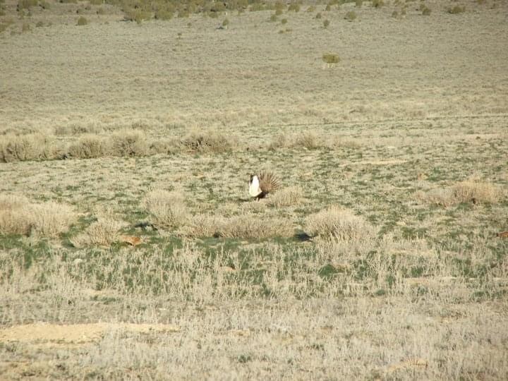 Greater Sage-Grouse - ML589327651