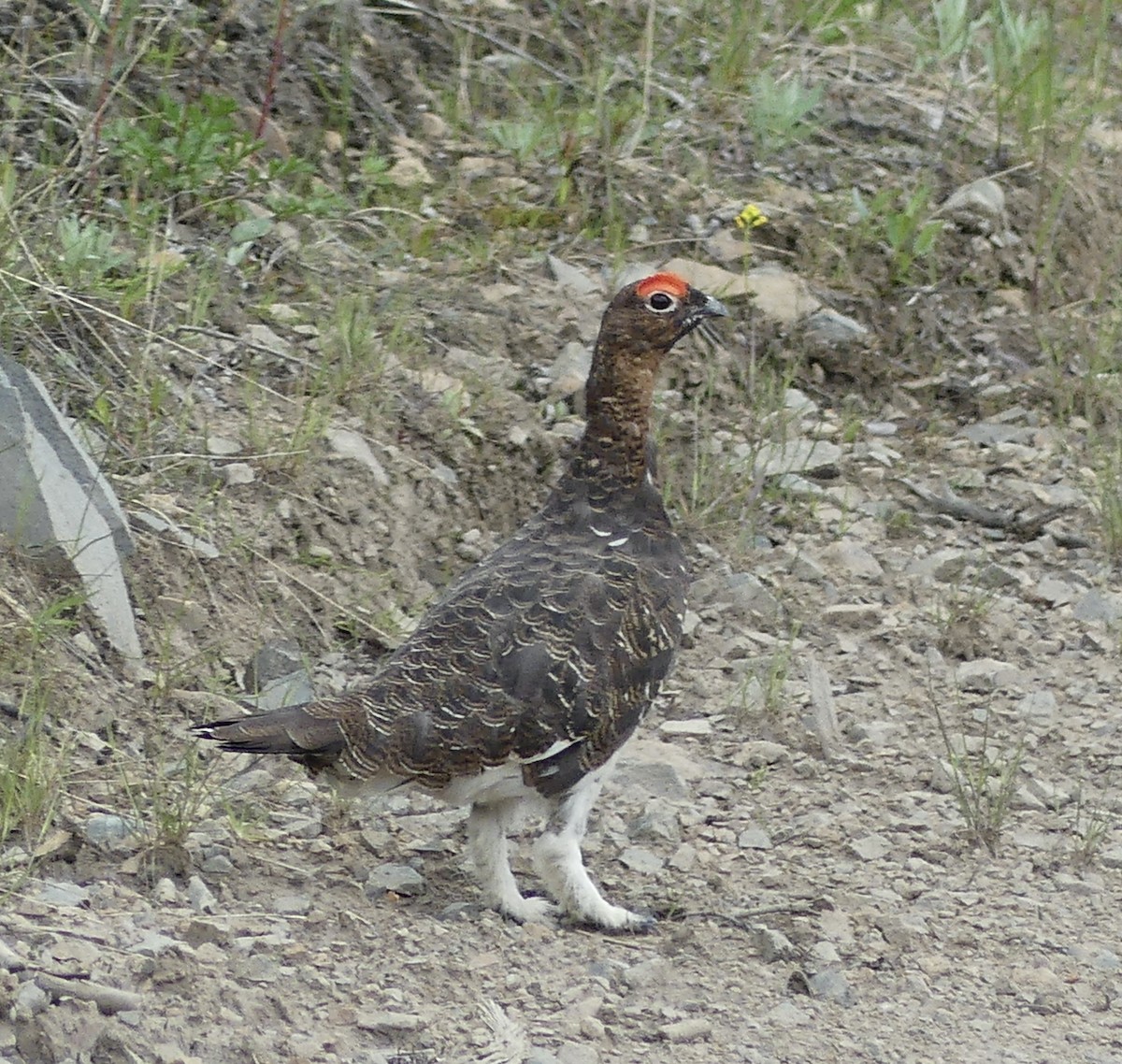 Willow Ptarmigan - ML589327951