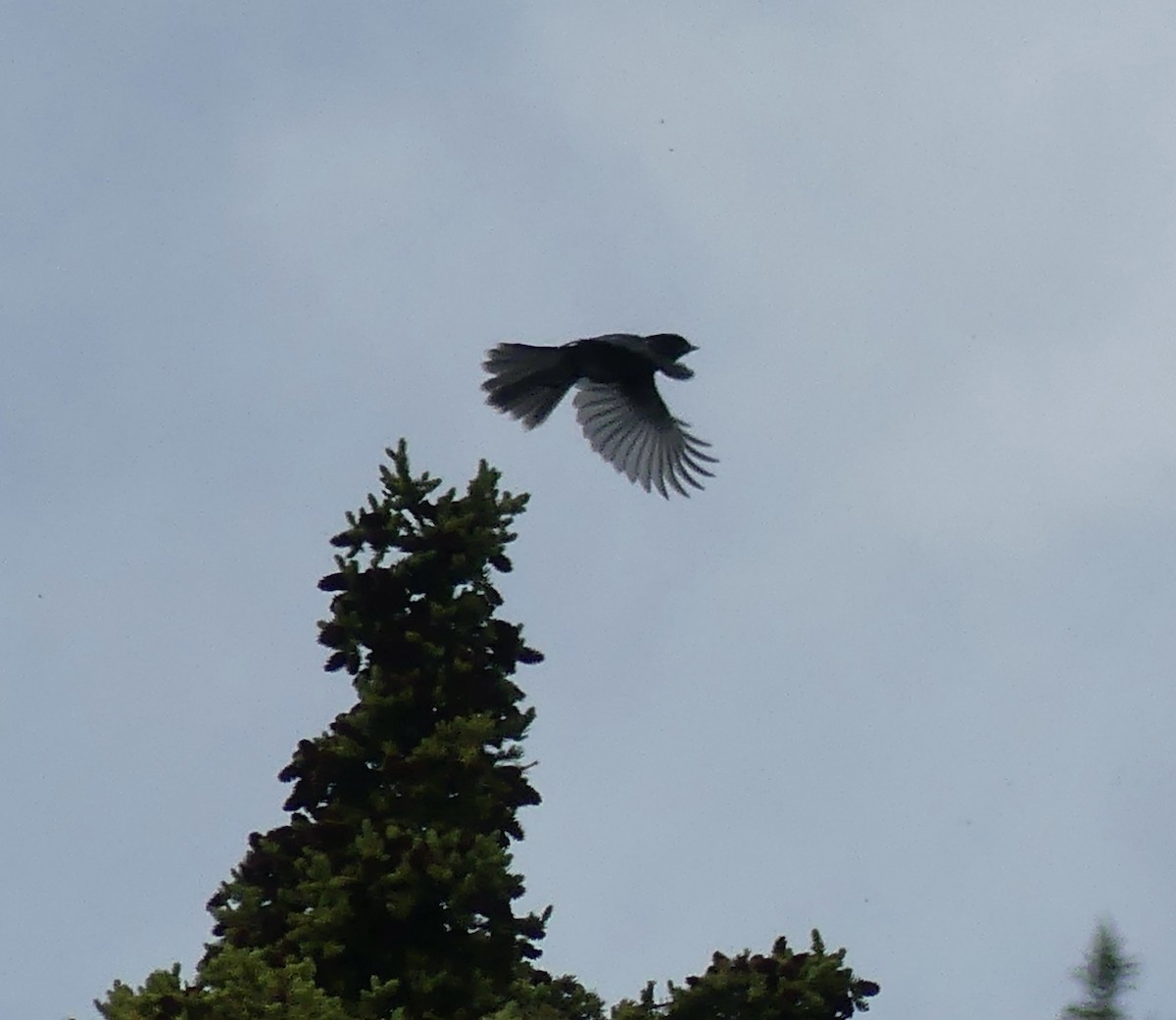 Canada Jay - ML589328201