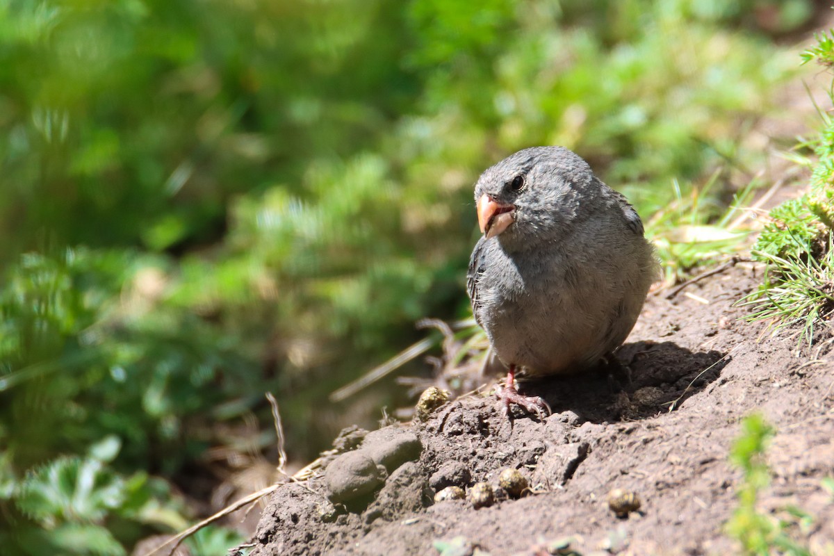 Plain-colored Seedeater - ML589328711